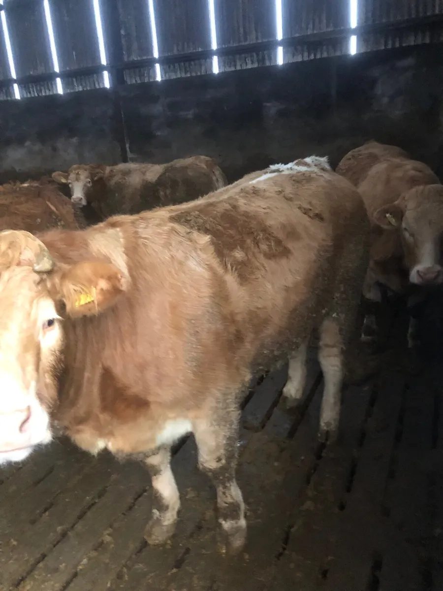 Beef Cattle - Image 4