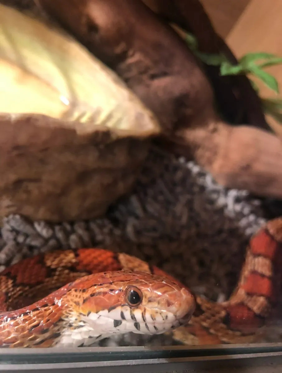 California Corn Snake beauty female incl tank etc - Image 4