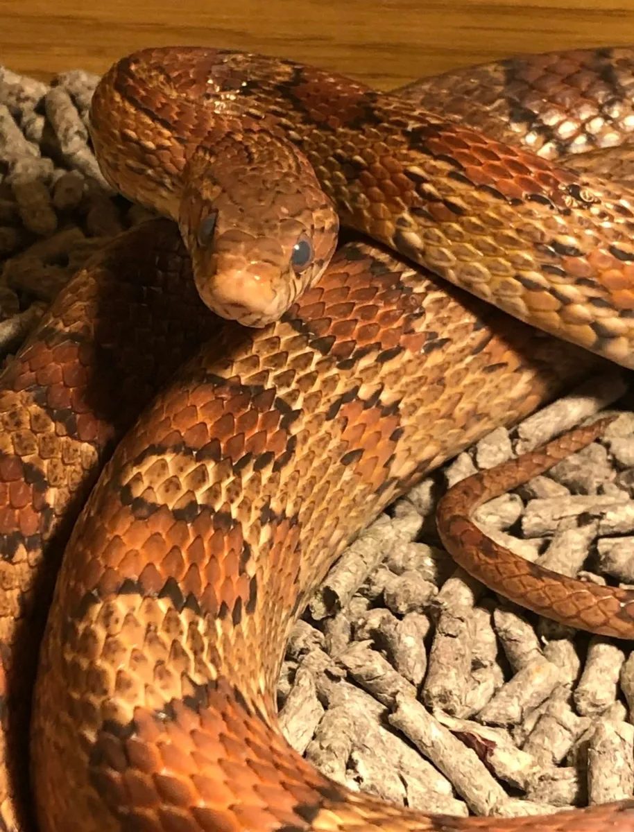 California Corn Snake beauty female incl tank etc - Image 1