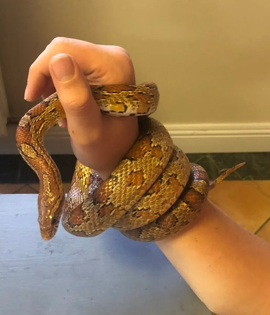 California Corn Snake beauty female incl tank etc - Image 3