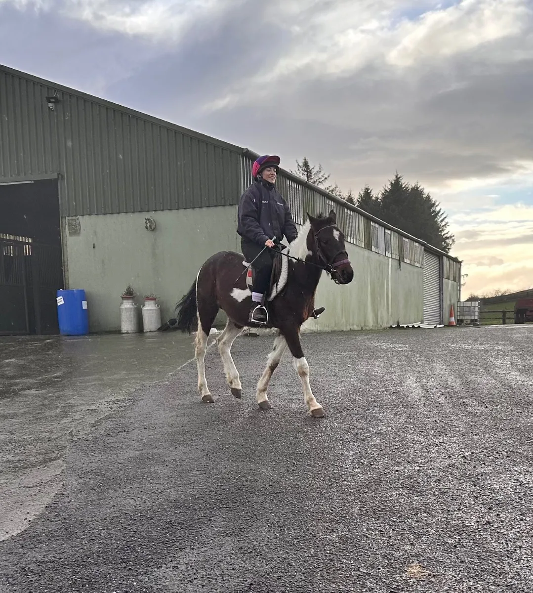 14.2hh colored pony for sale. - Image 1