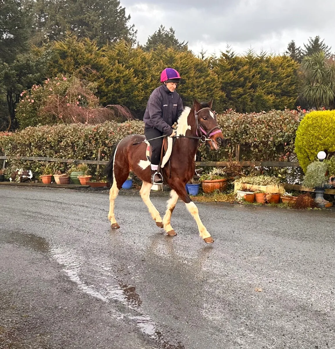 14.2hh colored pony for sale. - Image 2