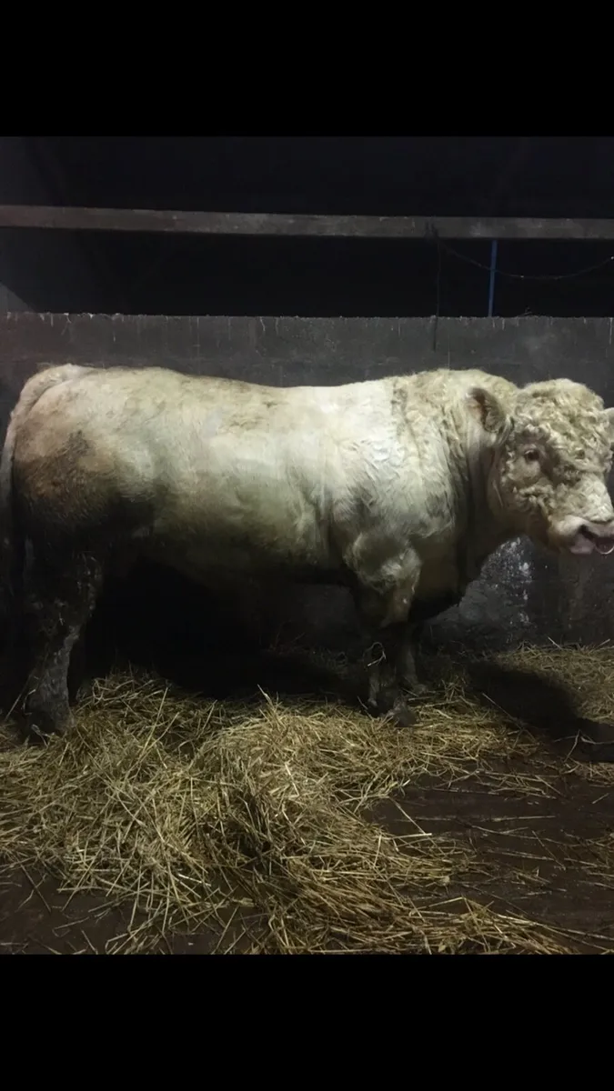 Charolais Bulls & Hereford Bulls - Image 1