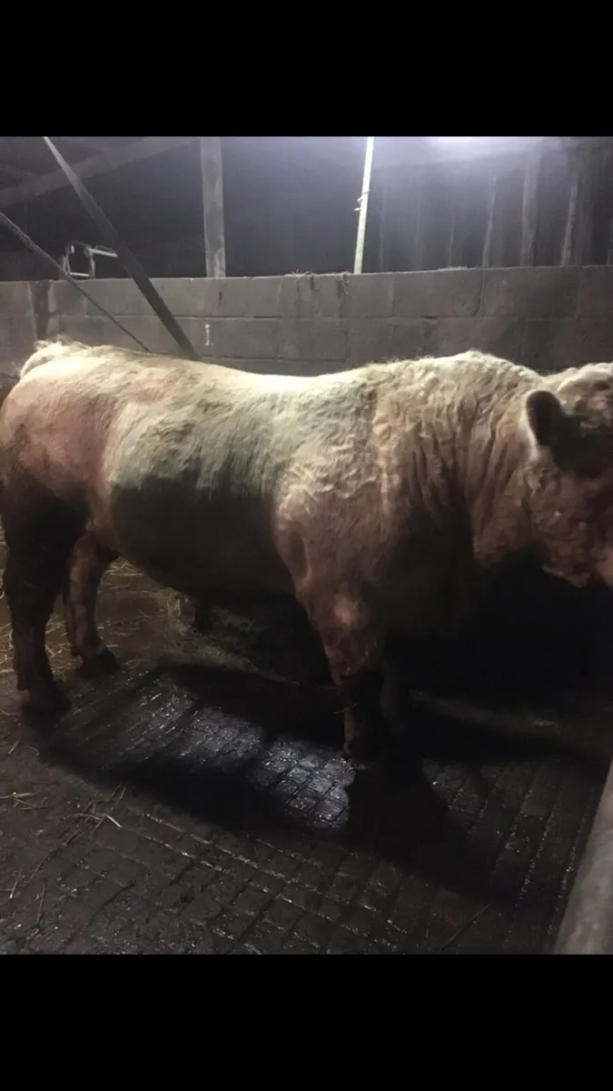 Charolais Bulls & Hereford Bulls - Image 3