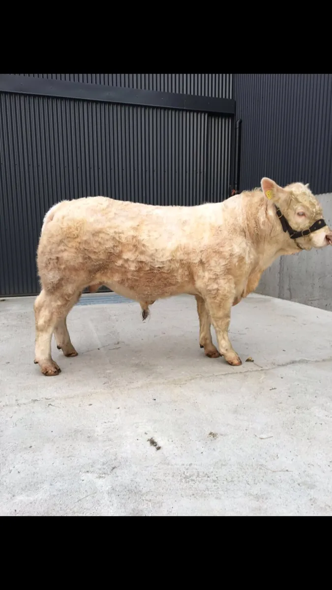 Charolais Bulls & Hereford Bulls - Image 4
