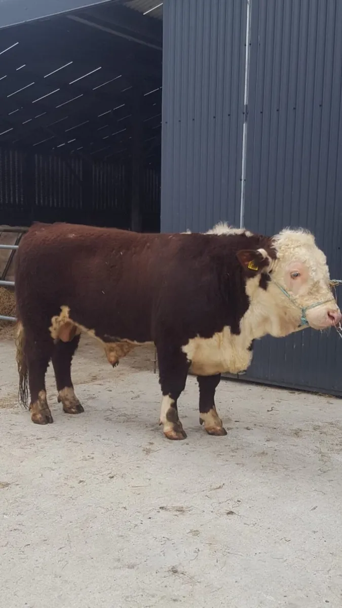 Charolais Bulls & Hereford Bulls - Image 2