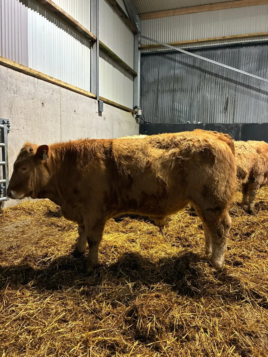 Super charlois bull yearlings for sale - Image 1