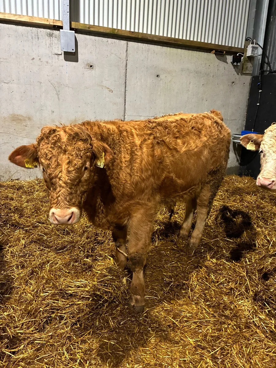 Super charlois bull yearlings for sale - Image 2