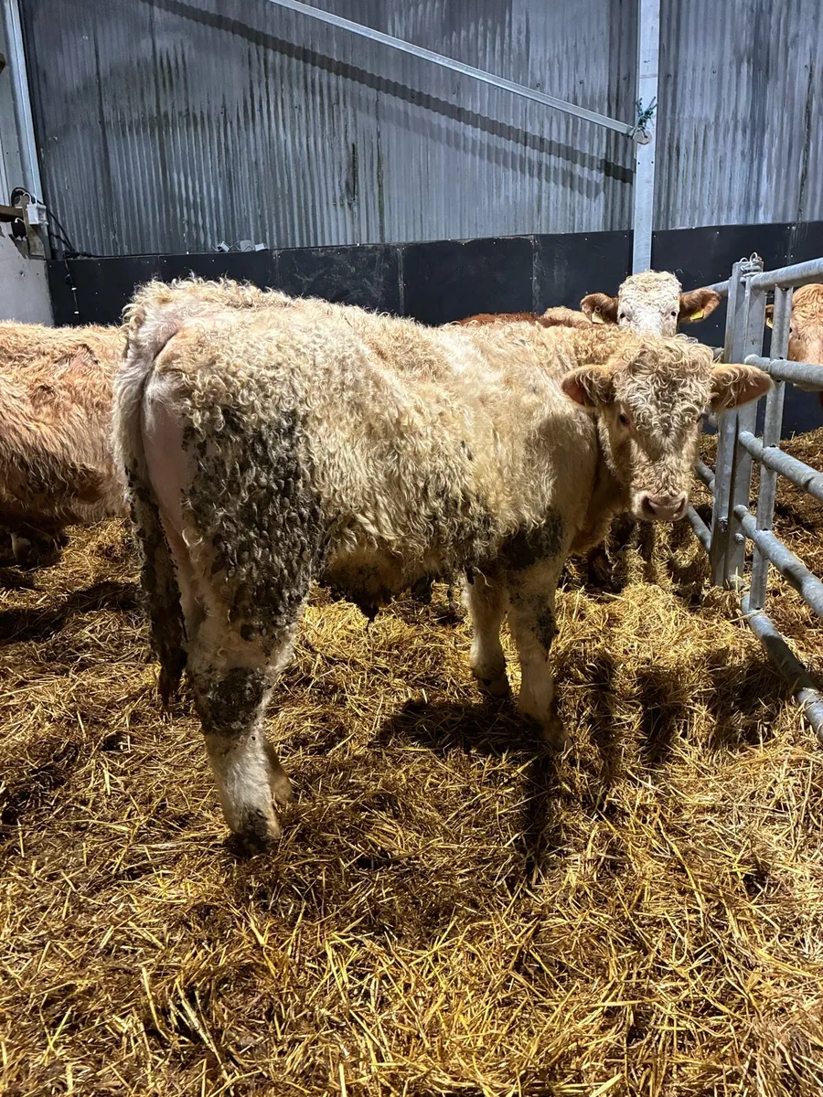 Super charlois bull yearlings for sale - Image 4