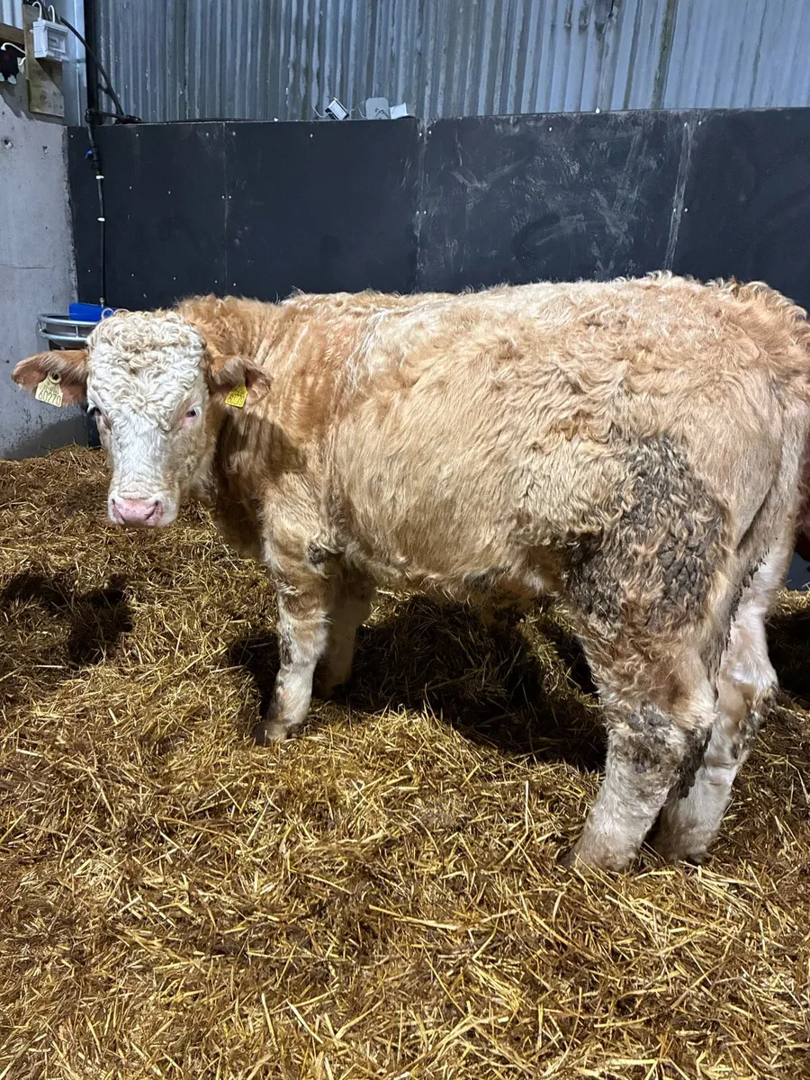 Super charlois bull yearlings for sale - Image 3