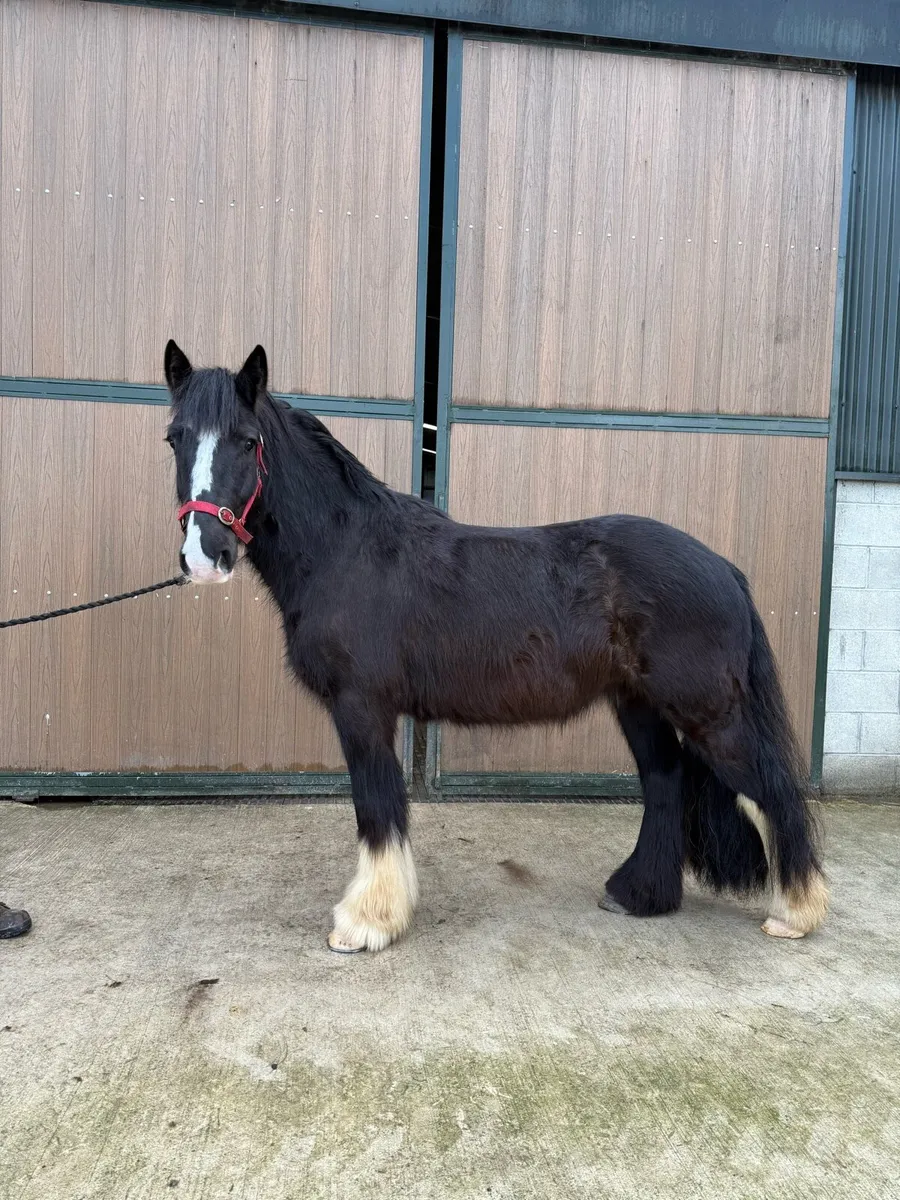 14'1hh 4yr old black cob gelding - Image 1