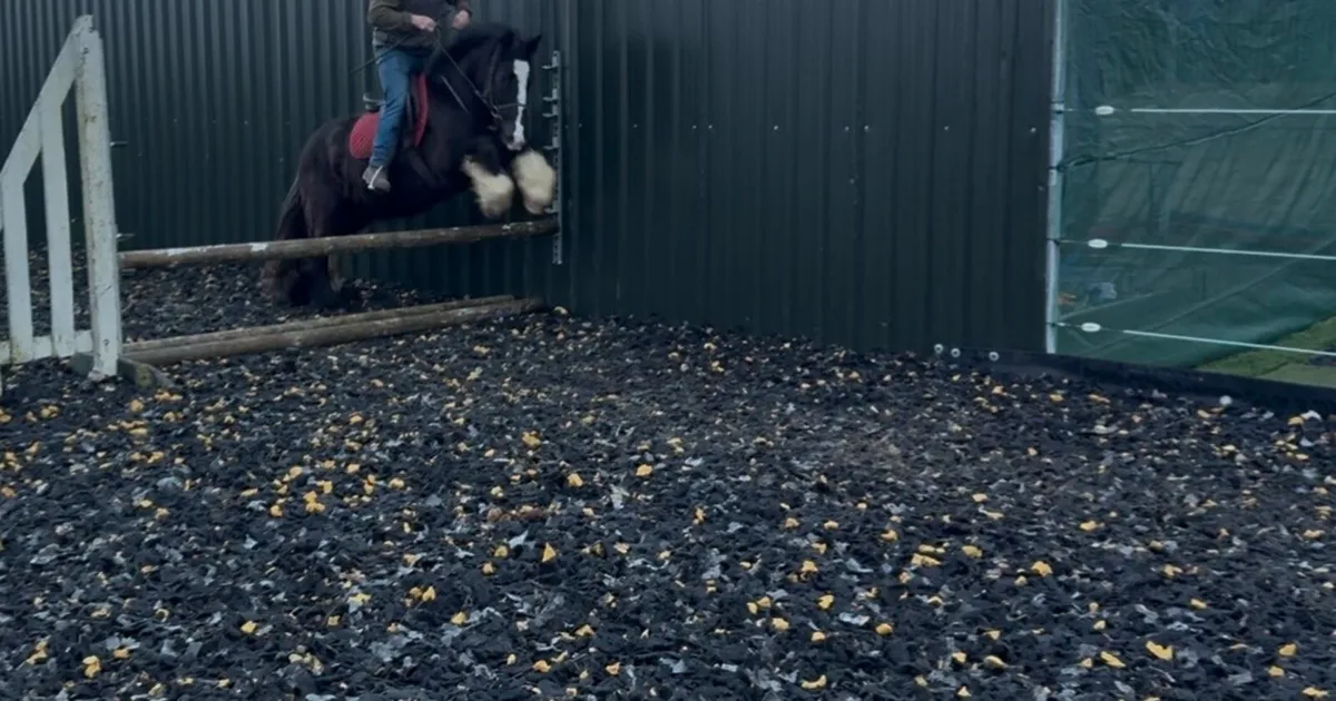 14'1hh 4yr old black cob gelding - Image 2