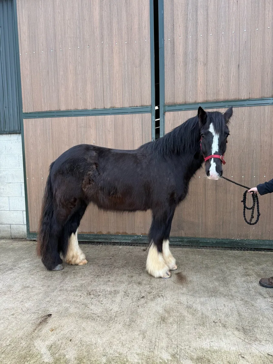 14'1hh 4yr old black cob gelding - Image 3