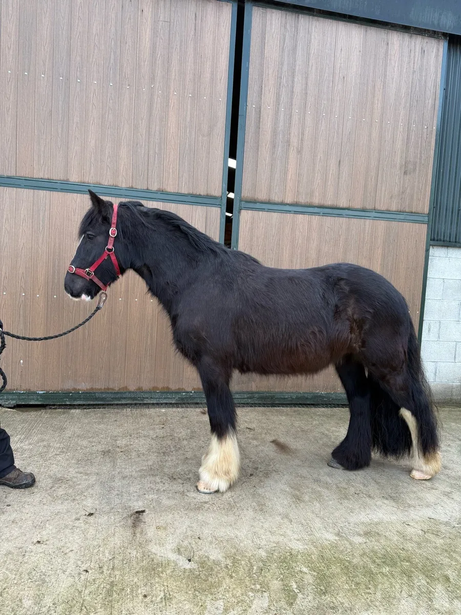 14'1hh 4yr old black cob gelding - Image 4