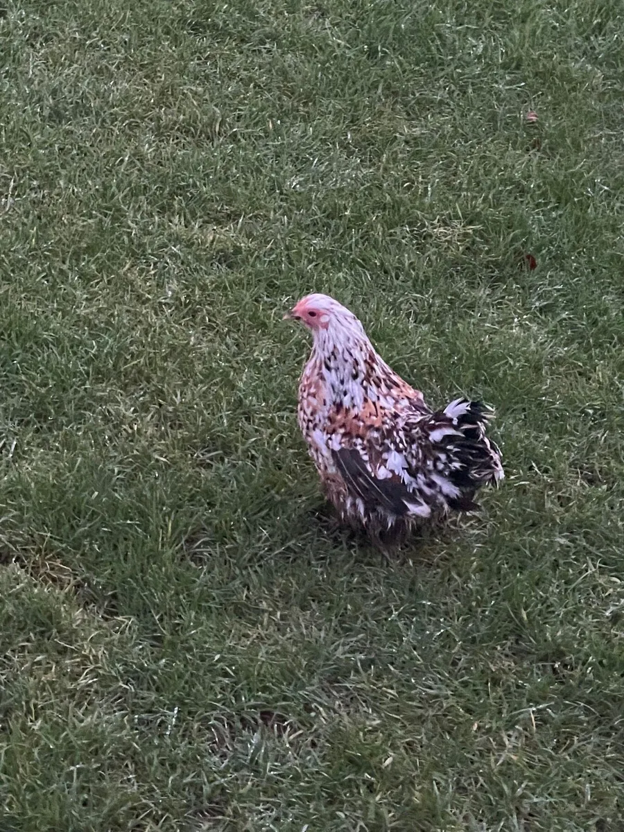 Pekin hen - Image 1