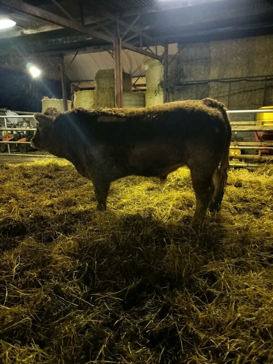 Polled Limousin Bulls - Image 2
