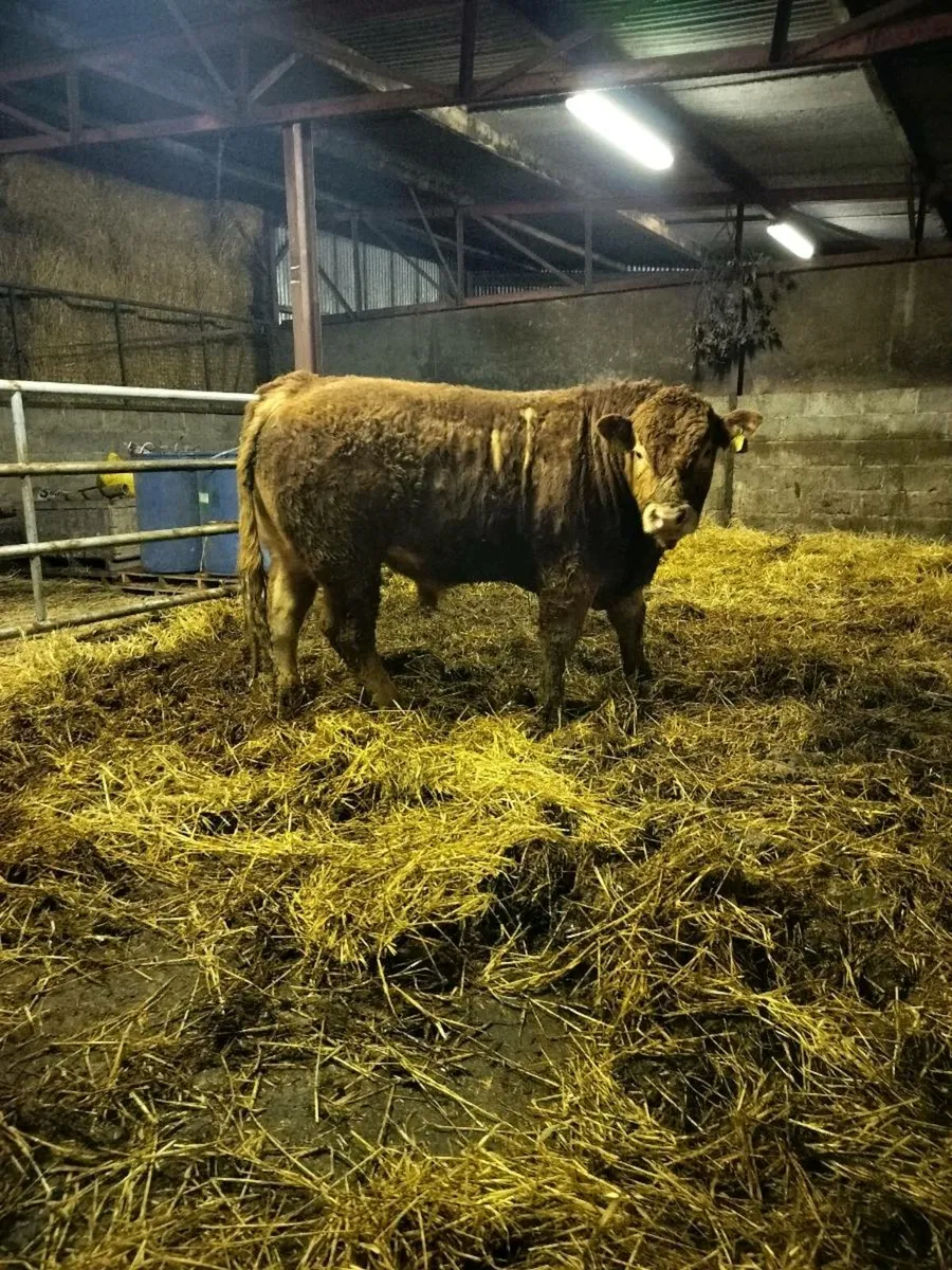 Polled Limousin Bulls - Image 3