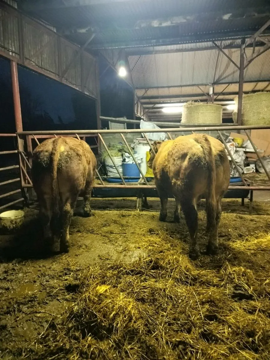 Polled Limousin Bulls - Image 1