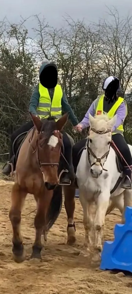 Companion Pony - Image 2