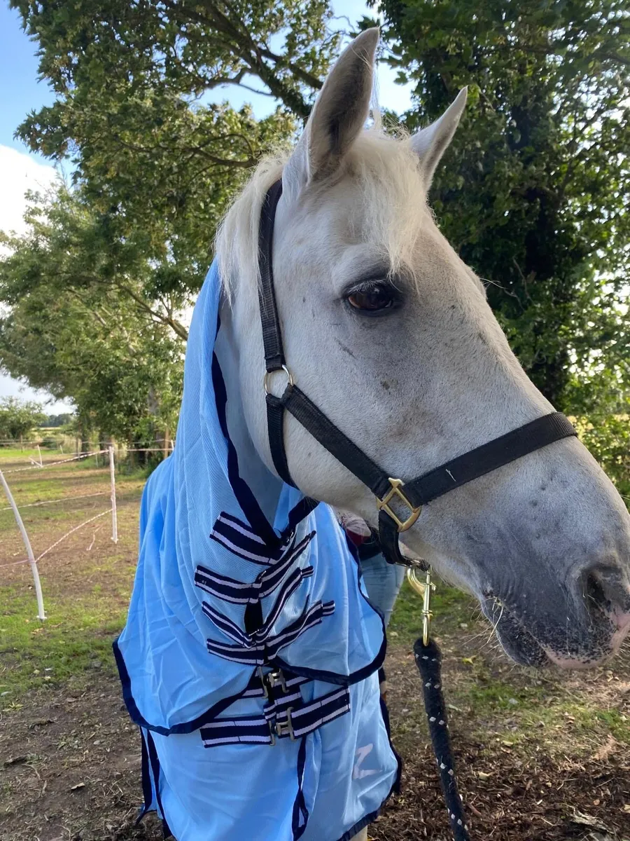 Companion Pony - Image 1