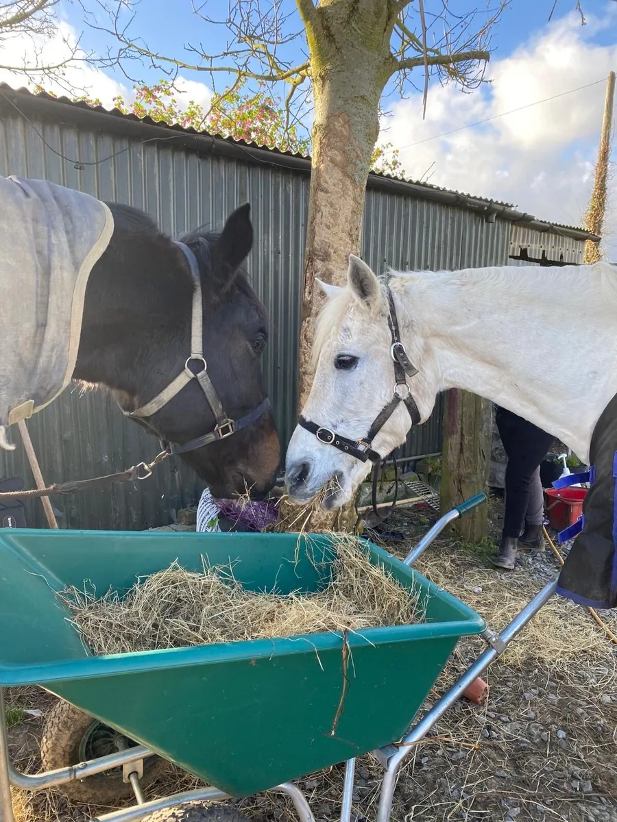 Companion Pony - Image 3