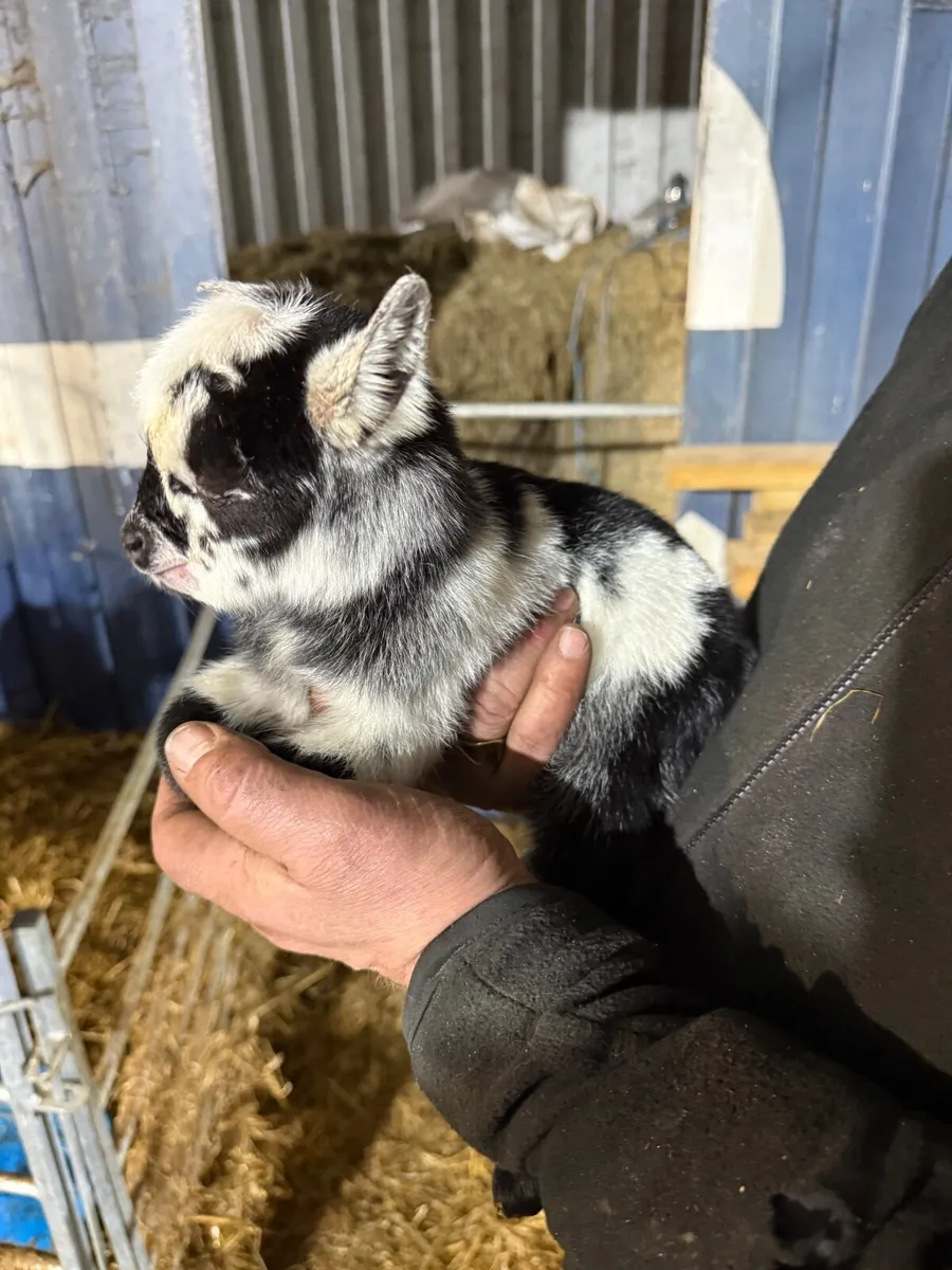 Four  Pygmy Goats - Image 2