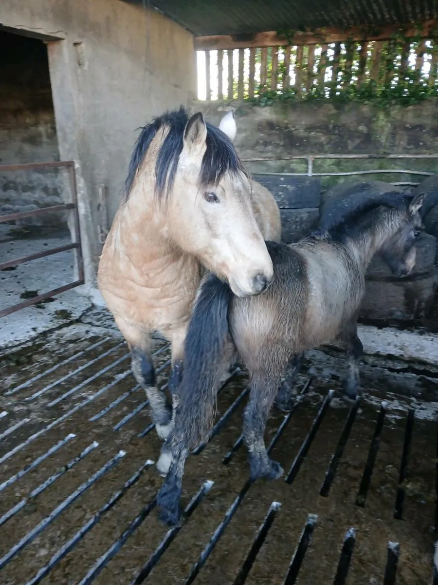 Connemara ponys - Image 4