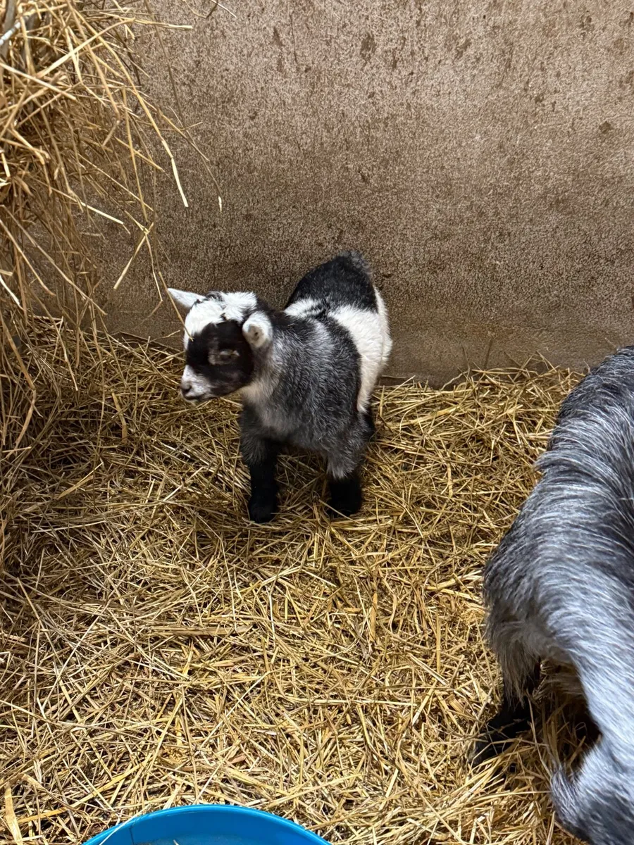 Four  Pygmy Goats - Image 4