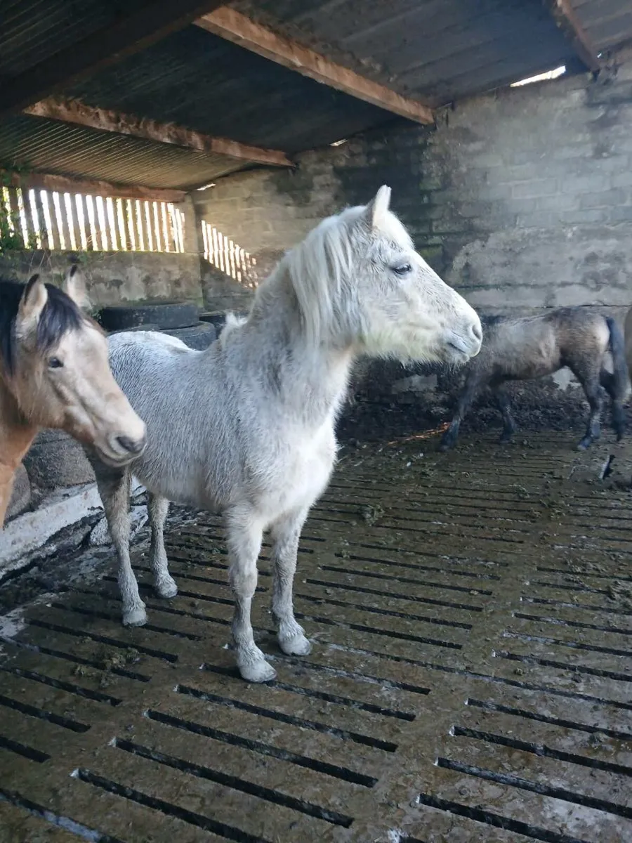 Connemara ponys - Image 1