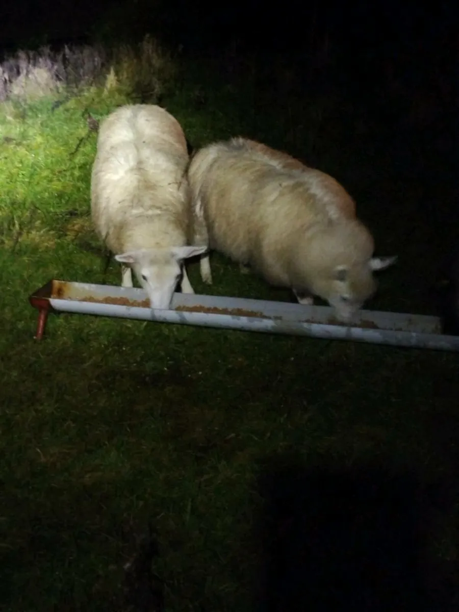 2 ewe lambs - Image 1