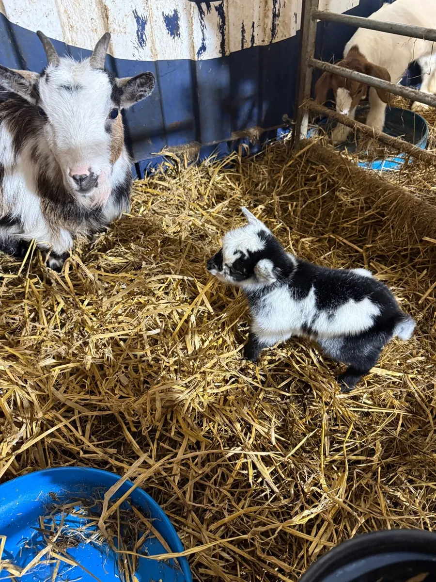 Four  Pygmy Goats - Image 1