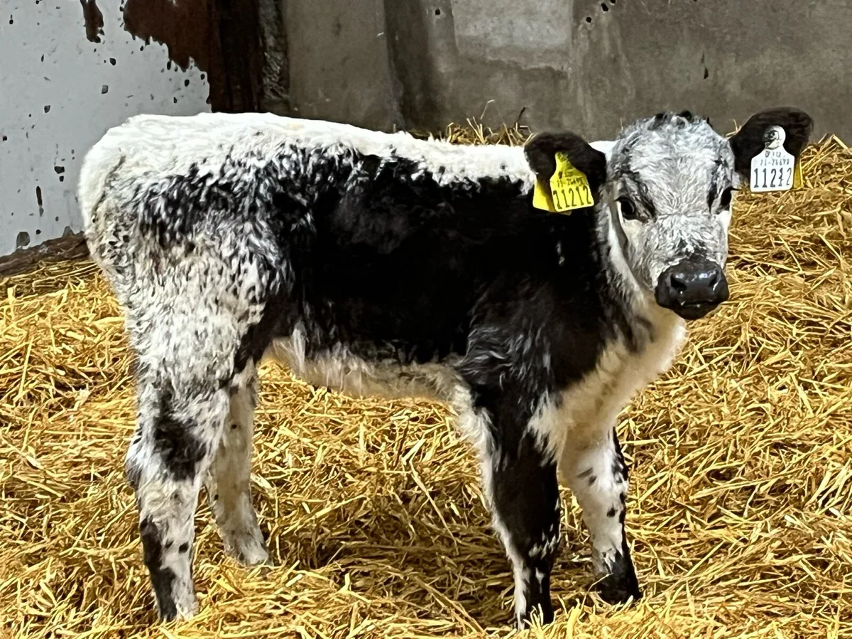Super Speckled Park Heifer Calf - Image 1