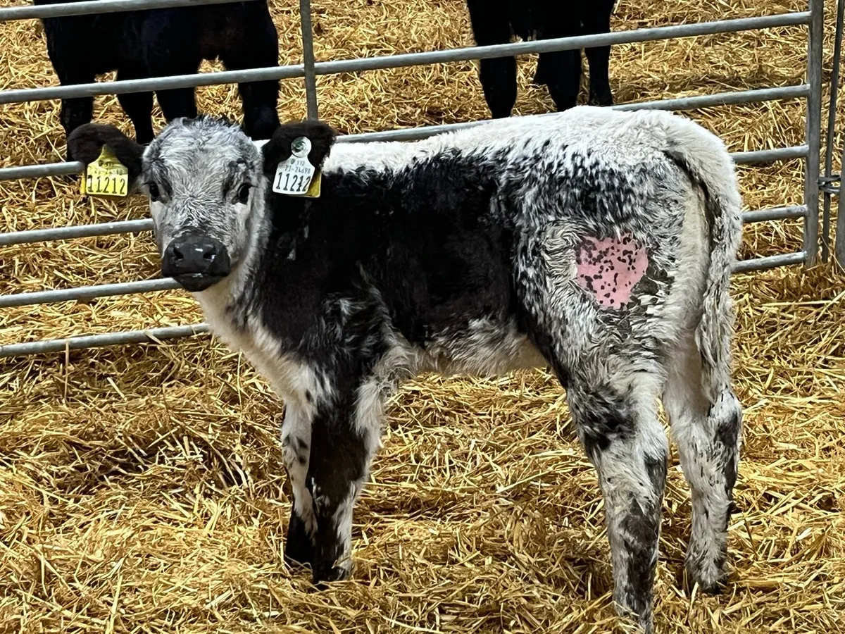 Super Speckled Park Heifer Calf - Image 2