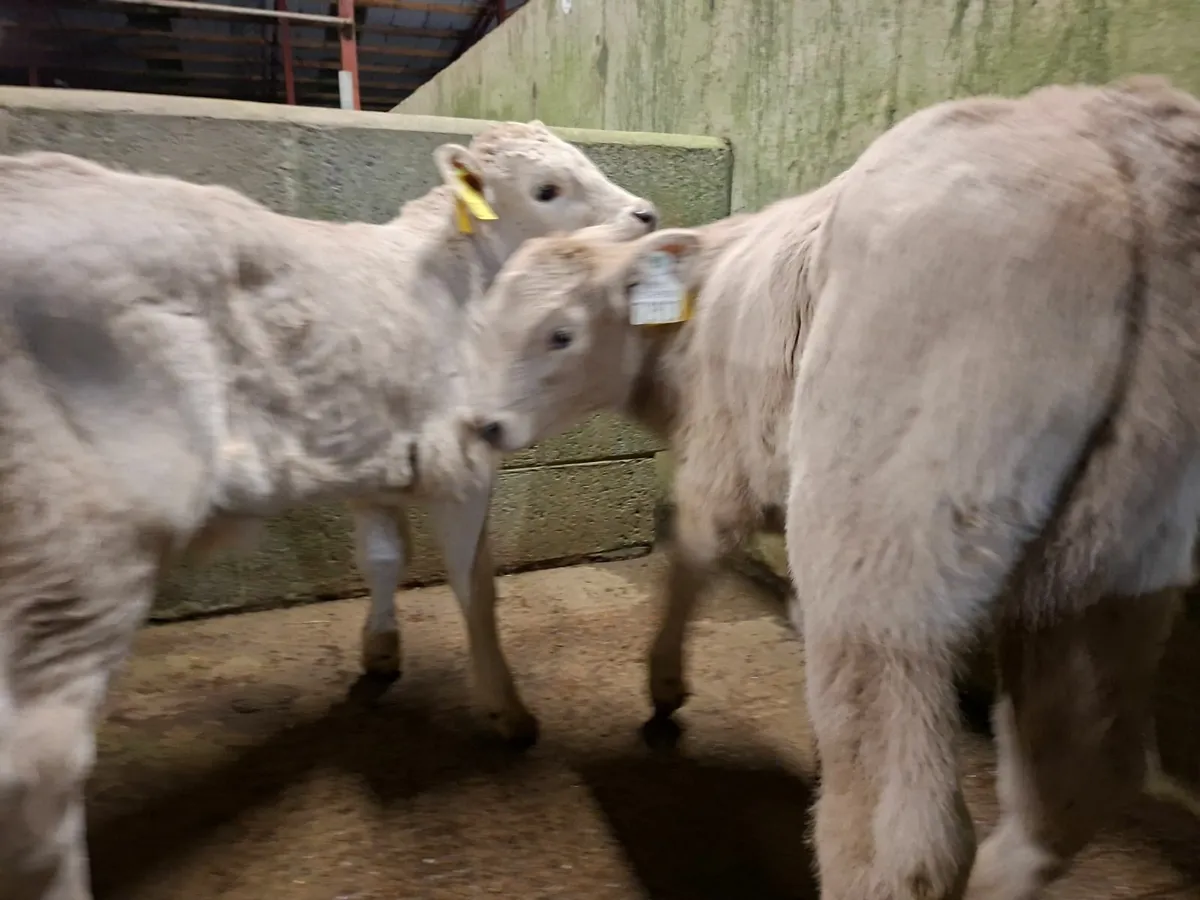 Charolais Bull Calves - Image 1