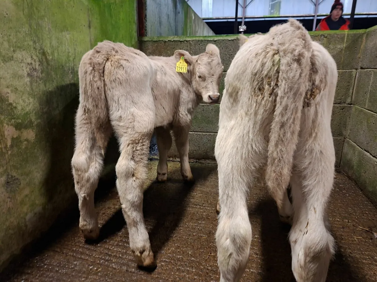 Charolais Bull Calves - Image 3