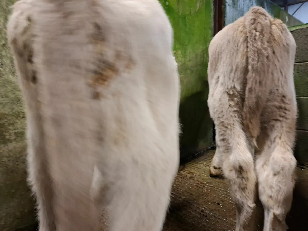 Charolais Bull Calves - Image 2