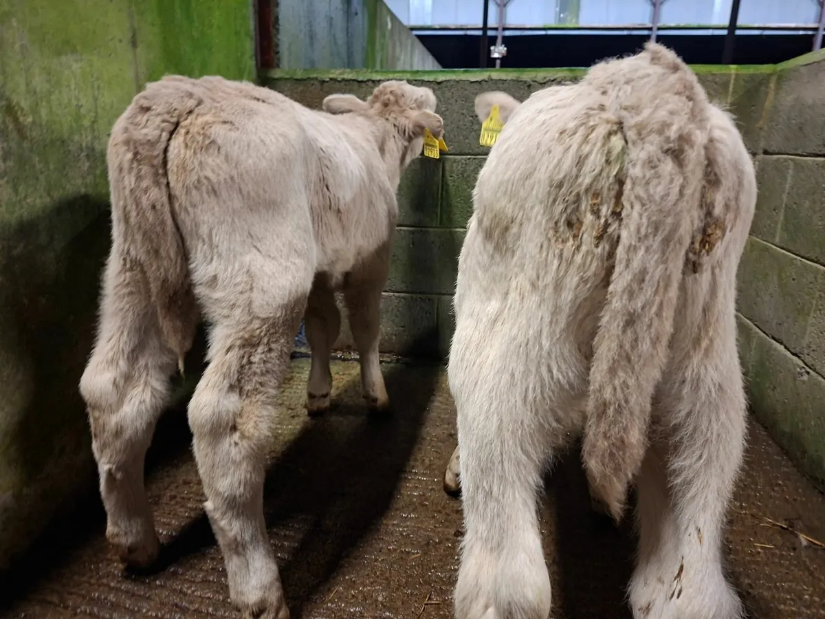 Charolais Bull Calves - Image 4