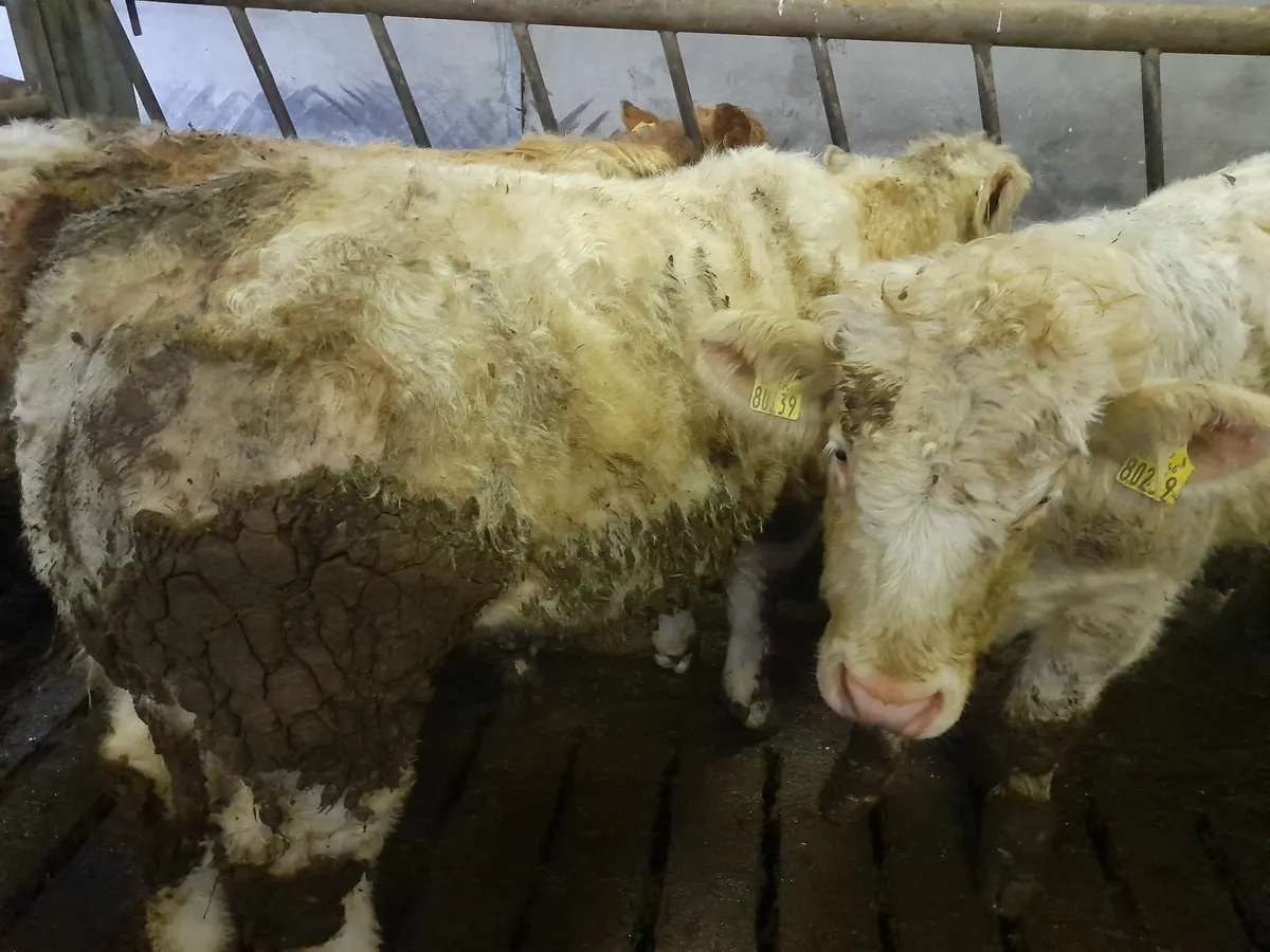 24 char wealans Bullocks - Image 3