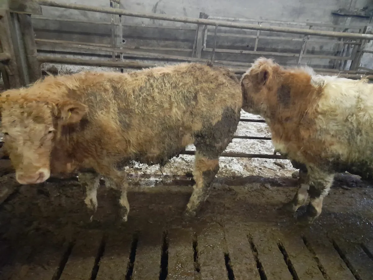 24 char wealans Bullocks - Image 4