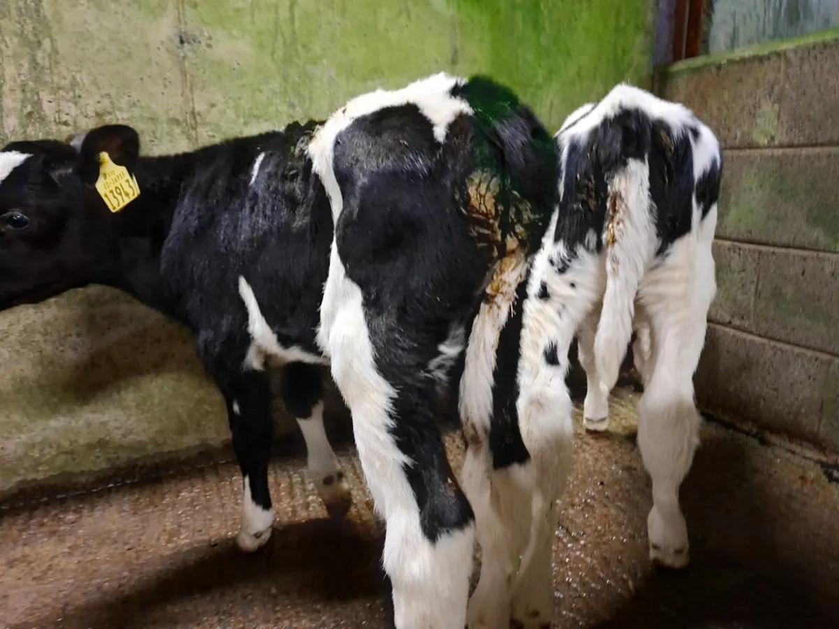 British Friesan Heifer Calves - Image 2