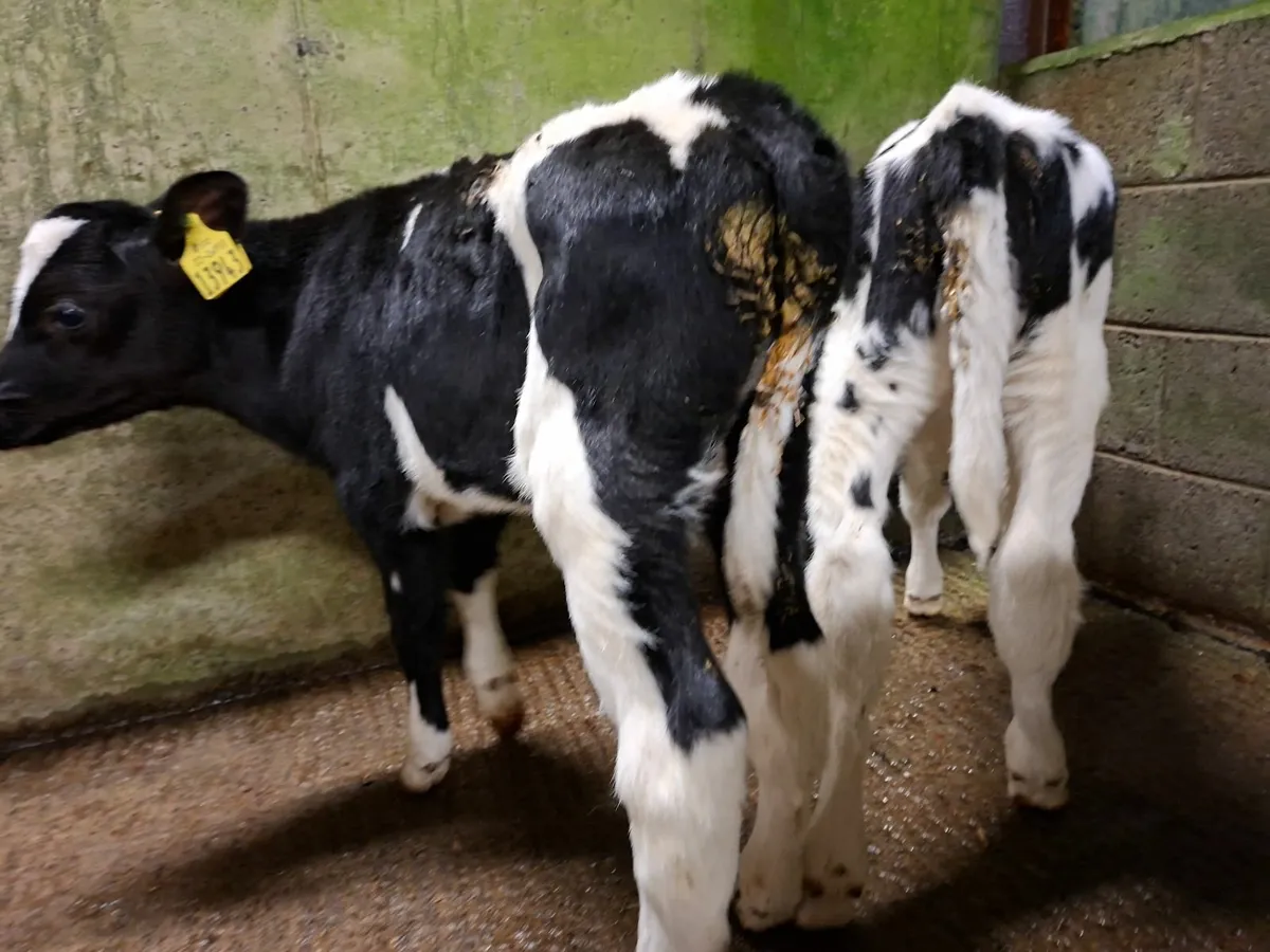 British Friesan Heifer Calves - Image 3