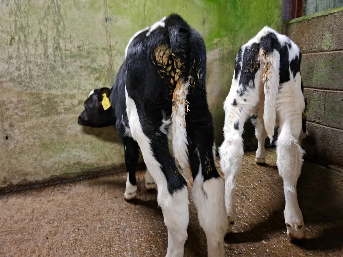 British Friesan Heifer Calves - Image 4