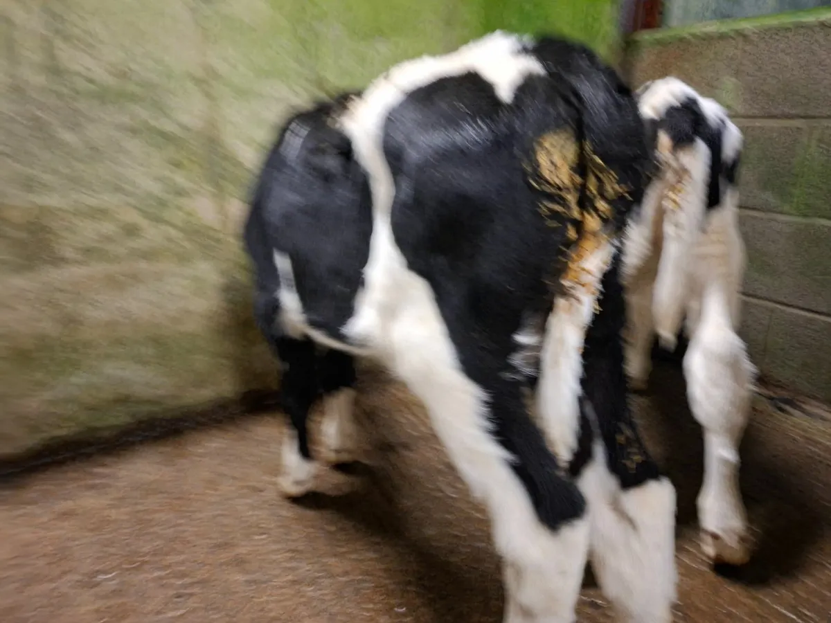 British Friesan Heifer Calves - Image 1