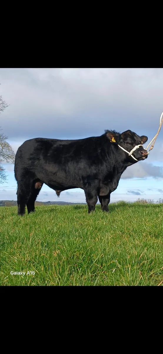 Pedigree Angus Bull - Image 1