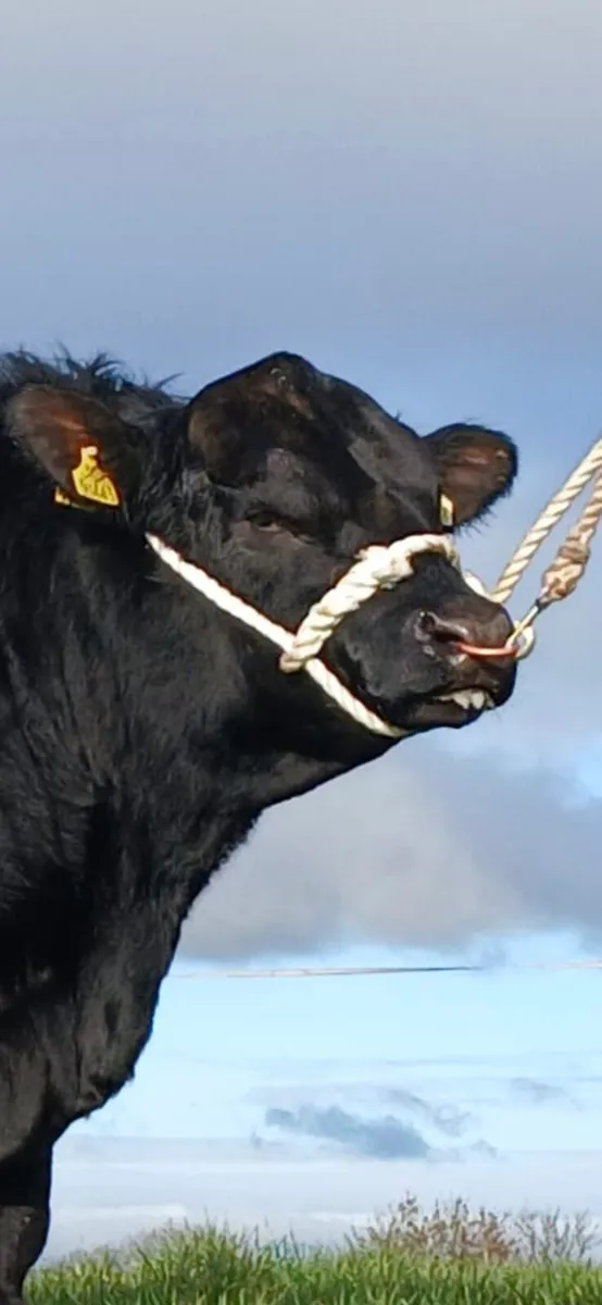 Pedigree Angus Bull - Image 2
