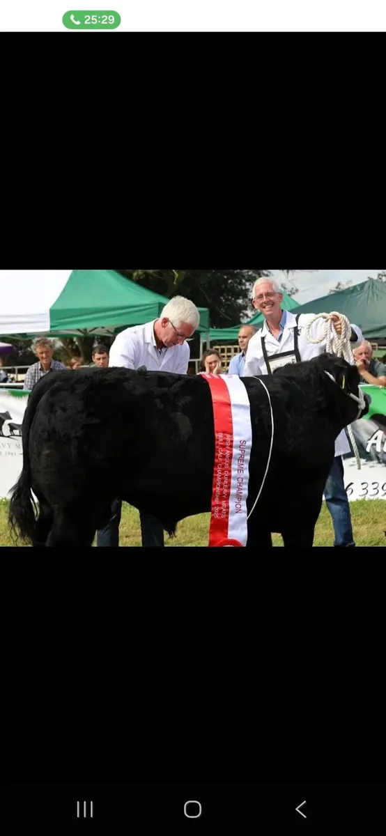 Pedigree Angus Bull - Image 3