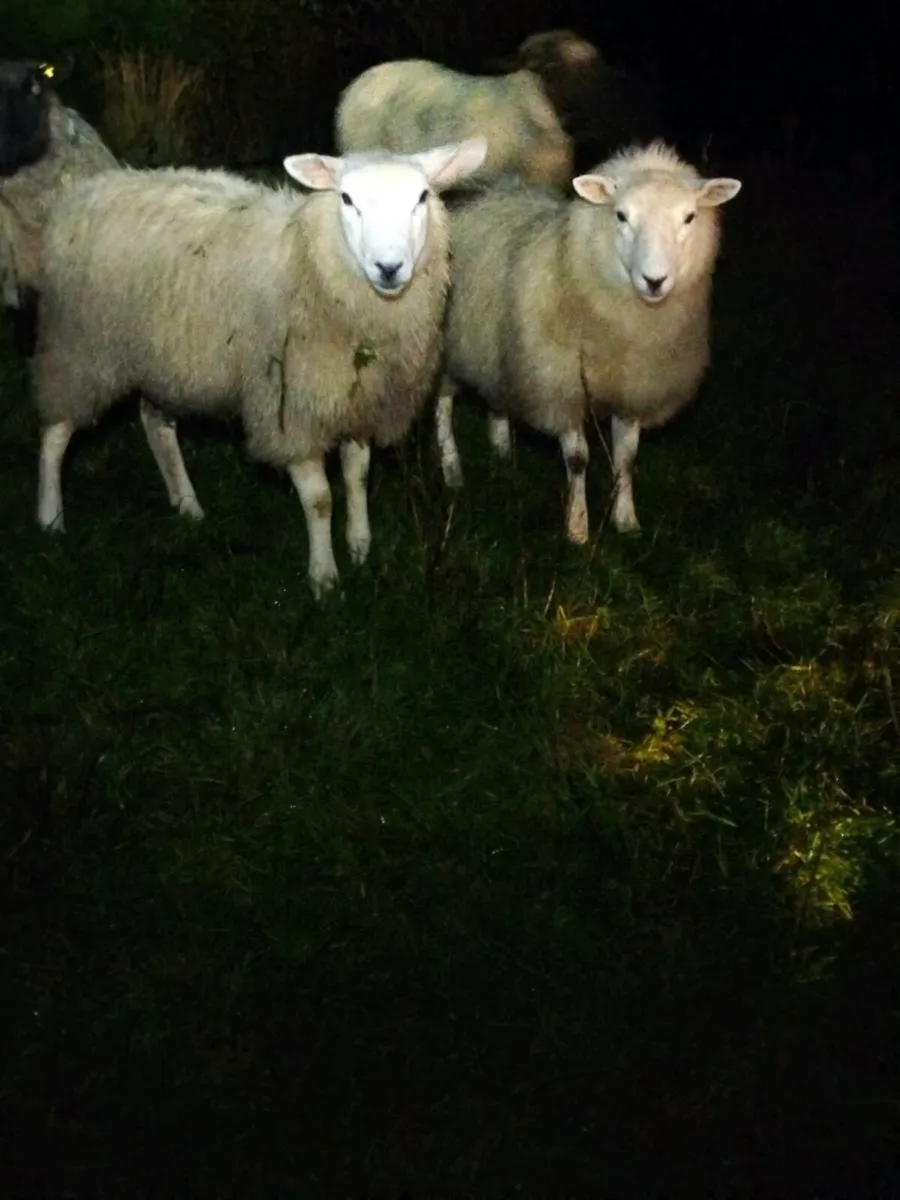 2 ewe lambs - Image 2