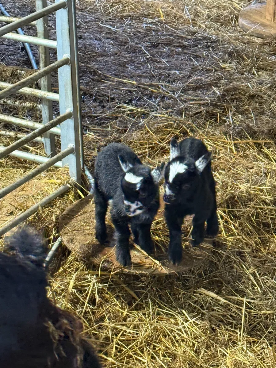Pygmy goats Twin girls - Image 1