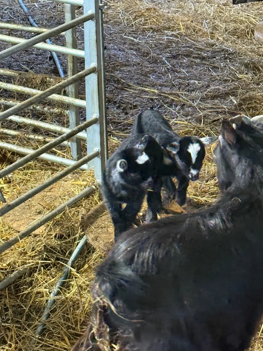 Pygmy goats Twin girls - Image 2