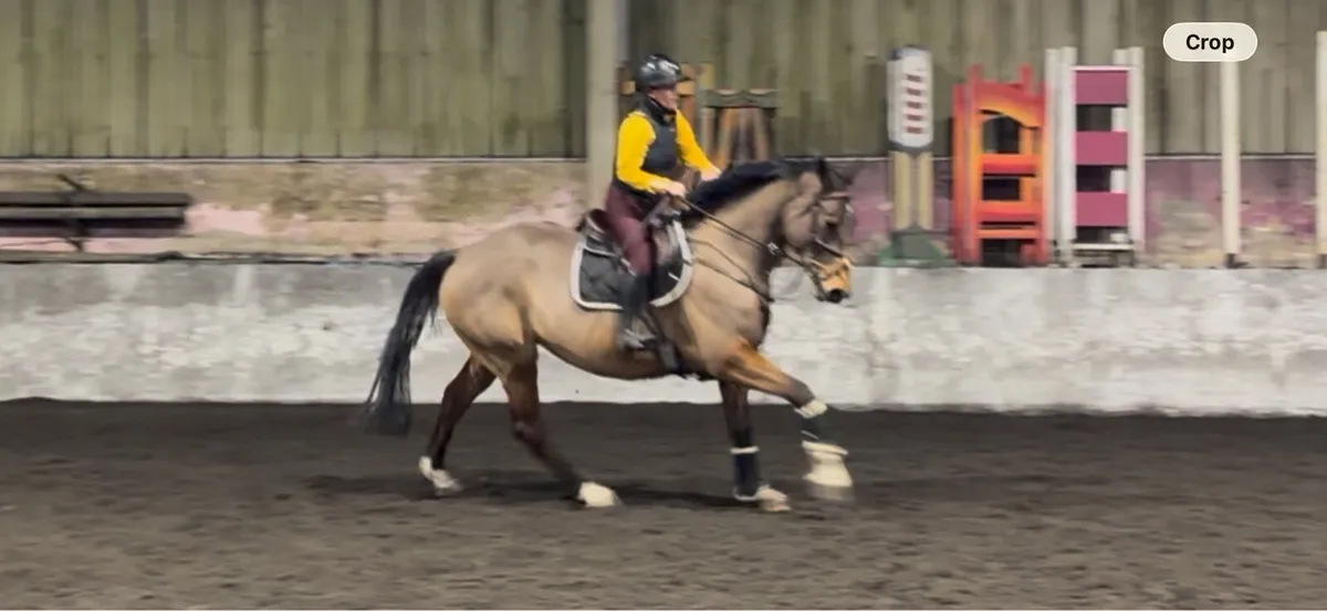 16.2 Perfect All-rounder 11 year old Mare - Image 1